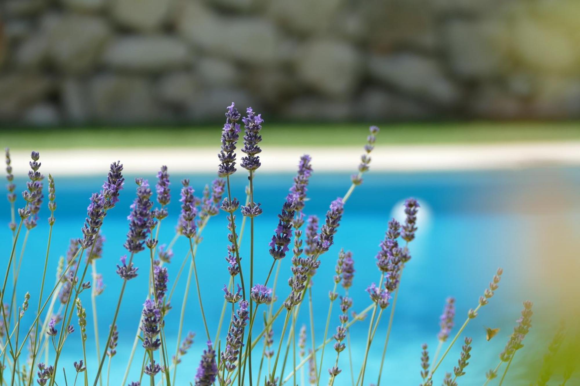 Kalpic Suites & Villa Lozovac Eksteriør billede